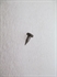 Picture of POINTER, IGNITION TIMING